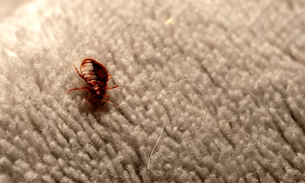 bugsnews com